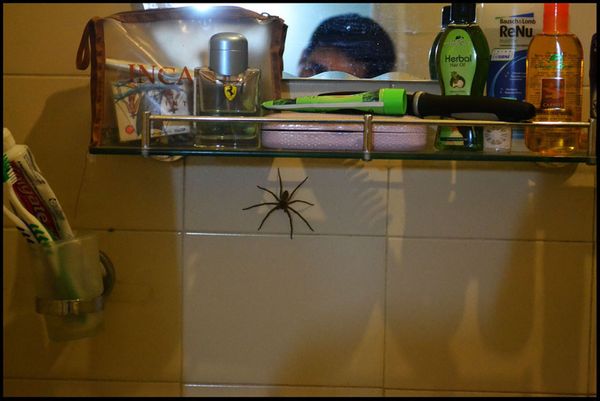 Ж/Д вокзал в Канди, "собрание бога" и паукан в номере