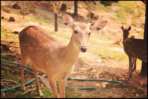 Остров Самуи. Paradise Park Farm