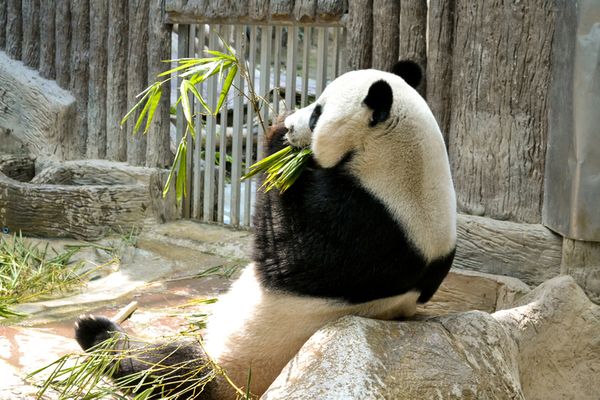 Зоопарк в Чианг-Мае